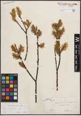 Foto von Salix cinerea L.